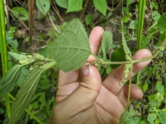 Boehmeria pilosiuscula
