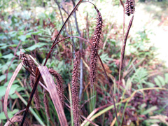 Carex gynandra