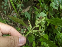 Boehmeria pilosiuscula