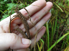 Carex gynandra