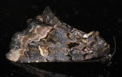 Homophoberia apicosa