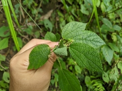 Boehmeria pilosiuscula