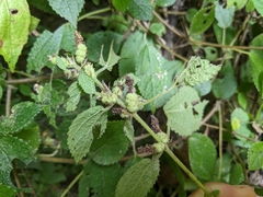 Boehmeria pilosiuscula