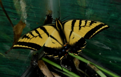 Papilio multicaudata multicaudata