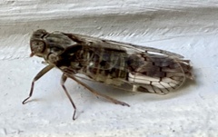 Melanoliarus aridus