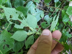Boehmeria pilosiuscula