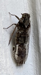 Melanoliarus aridus