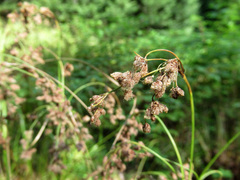 Scirpus atrocinctus