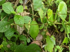 Boehmeria pilosiuscula