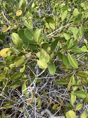 Laguncularia racemosa