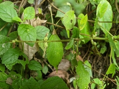 Boehmeria pilosiuscula