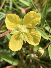 Ludwigia octovalvis