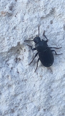 Opatrini
