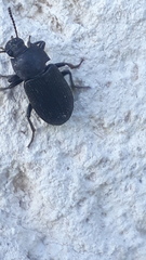 Opatrini