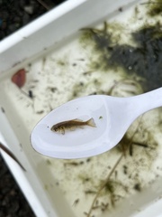 Carassius auratus
