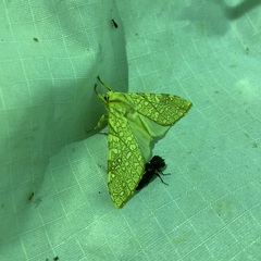 Lophocampa