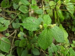 Boehmeria pilosiuscula
