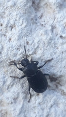 Opatrini