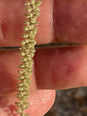 Tragus berteronianus