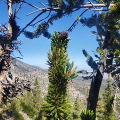 Pinus longaeva
