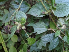 Boehmeria pilosiuscula