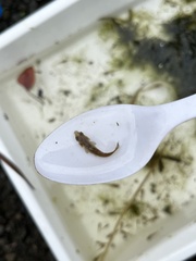 Carassius auratus