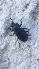 Opatrini