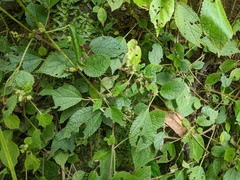 Boehmeria pilosiuscula