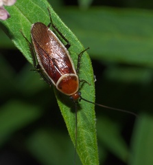 Pseudomops septentrionalis