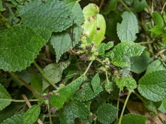 Boehmeria pilosiuscula