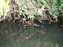Ornithorhynchus anatinus