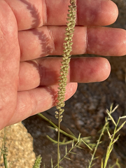 Tragus berteronianus