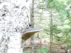Phellinus nigricans