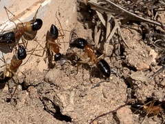 Camponotus consobrinus