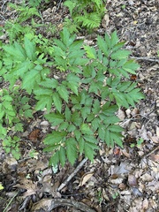 Actaea racemosa