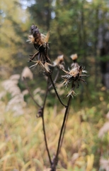 Crepis sibirica