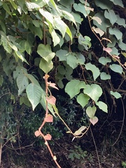 Actinidia setosa