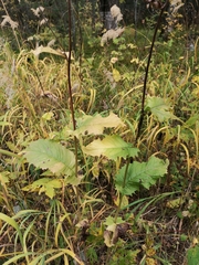 Crepis sibirica