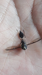 Salpingogaster nigra