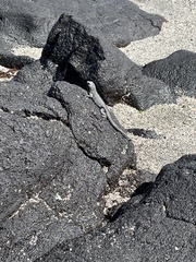 Microlophus albemarlensis