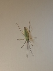 Trigonotylus caelestialium