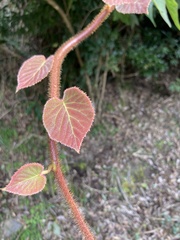 Actinidia setosa