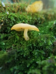 Heimiomyces