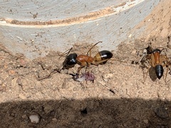 Camponotus consobrinus