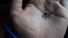 Salpingogaster nigra