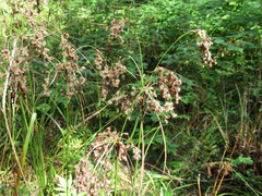 Scirpus atrocinctus