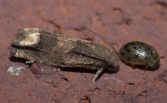 Epiblema strenuana