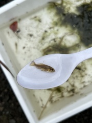 Carassius auratus
