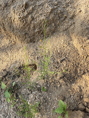 Cleome guianensis