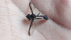 Salpingogaster nigra